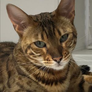 Meet your Posher, Audrey